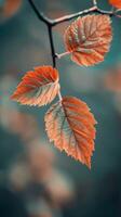Three leaves turn orange and red in the gentle light of autumn photo