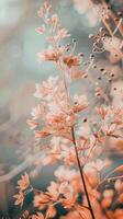 Soft peach blossoms in a gentle springtime light photo