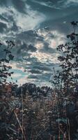 Tall plants stand silhouetted against a vibrant sunset sky photo