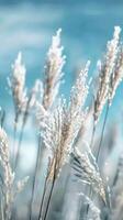 White pampas grass swaying in the breeze photo