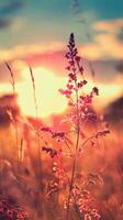 Delicate wildflowers sway gently in the warm glow of the setting sun photo