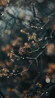 A close-up of a branch with delicate brown flower buds covered in dew photo