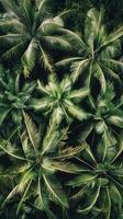 Aerial view of palm trees in a dense tropical forest photo