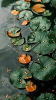 Green lily pads float on water, glistening with raindrops photo