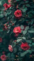 Vibrant red roses burst forth from a verdant bush photo