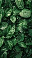 Dark green leaves in a summer garden photo