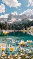 Daisies bloom along the edge of a clear blue mountain lake photo