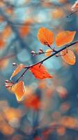 A branch of autumn leaves glistens with dewdrops after a gentle rain photo