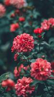 Close-up of delicate pink roses blooming in a lush green garden photo