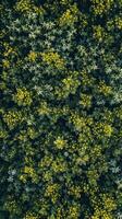 Forest floor covered in yellow flowers photo