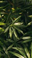 Sunlit leaves create a captivating pattern photo