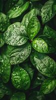 Lush, green leaves covered in raindrops, glowing in the sunlight photo