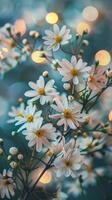 A cluster of white daisies with yellow centers, blooming amongst soft bokeh lights photo