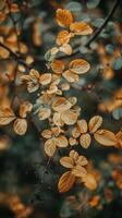 Golden leaves sway on a branch against a dark green background photo