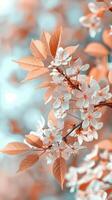White flowers bloom softly on a branch photo