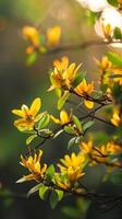 Sunlight filters through delicate yellow blossoms photo