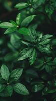 Close-up of vibrant, green leaves glistening with raindrops photo