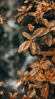 Close-up view of golden leaves with raindrops photo