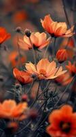 A field of delicate peach cosmos flowers bathed in warm light photo