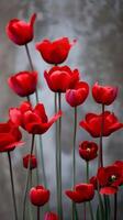 Red tulips in full bloom against a muted gray background photo