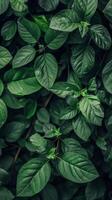 A close-up of vibrant green leaves in a lush natural setting photo