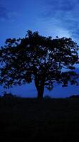 A single tree stands tall, its silhouette stark against the fading blue sky photo