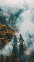 A misty forest with tall pines and golden leaves photo