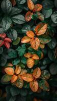 Orange leaves with water droplets on a green bush photo