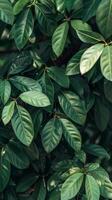 Close-up of vibrant green leaves photo