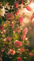 Pink roses bloom in the warm light of a setting sun photo