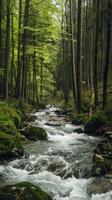 A river flows through a thick forest photo