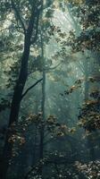 Sunlight streams through a dense forest canopy, creating a mystical atmosphere photo