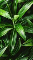 Close-up of verdant leaves in a tropical forest photo