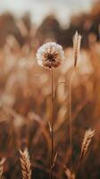 A single dandelion stands out against a backdrop of warm brown wheat photo