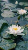 A white water lily blooms in a pond, its petals unfurling gracefully photo