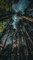 A view of the starry sky through towering trees photo