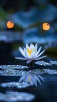 Water lily reflected in still water photo