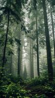 A misty path winds through a dense forest of tall trees photo