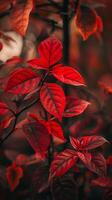 Red leaves glow in the autumn sunlight photo