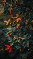 A close-up of colorful leaves on a branch in the forest photo
