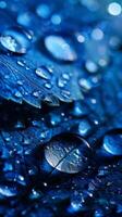 Dewdrops glisten on a blue leaf photo