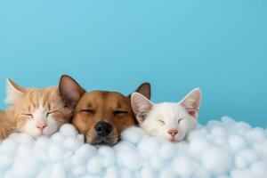 Pet animals snoozing on enchanted cloud beds background with empty space for text photo