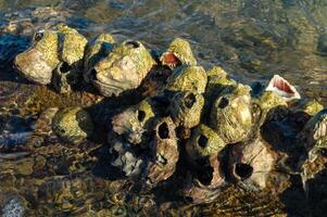 Ribbed Barnacle - Tetraclita stalactifera, Fouling of rocks in the Red Sea photo