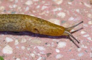 Limacus flavus - crawling yellow slug in the garden photo