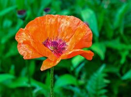 Pink garden poppy with red stamens in the botanical garden in Odessa, close-up, Ukraine photo