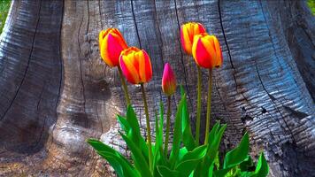 Tulips and other colorful flowers bloom in spring in the botanical garden photo