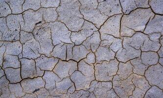 Dry cracked green with traces of white salt on the shore of a natural reservoir, Ukraine. photo