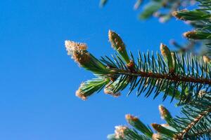 Young growing branches of a Christmas tree against a background of blue sky photo