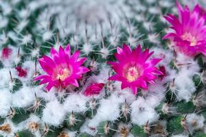 Mammillaria cactus blooming with pink flowers, botanical garden in Odessa photo