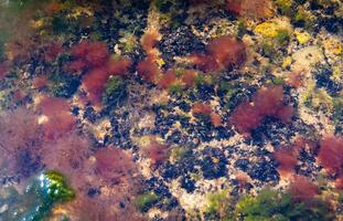 Green and red algae on rocks in shallow water near the shore in the Tiligul Estuary photo